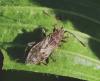 Stictopleurus sp.